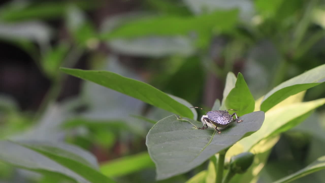 close up di un insetto marmorato marrone su una pianta di peperoncino