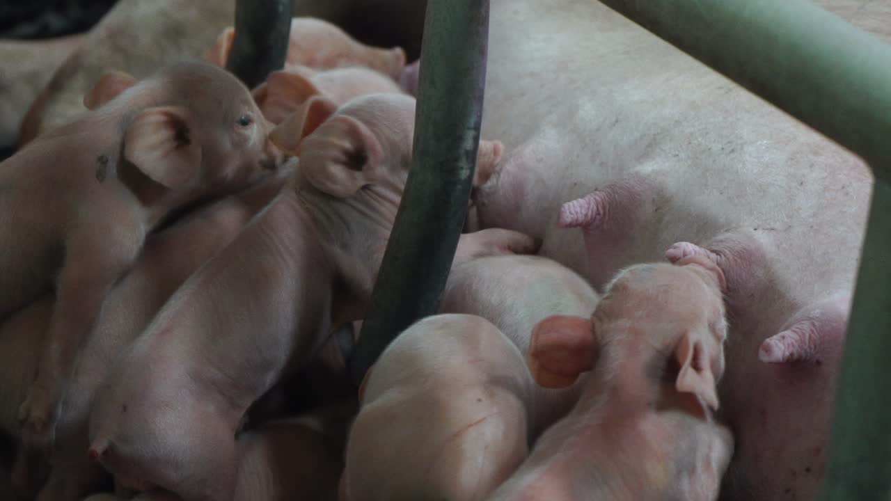 Many piglets suck milk on pig farm