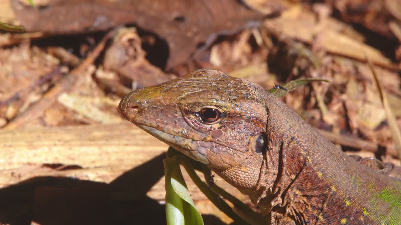 A stunning close-up of an Ameiva lizard resting on the humid rainforest floor in Peru’s Amazon basin with mosquito on its head
