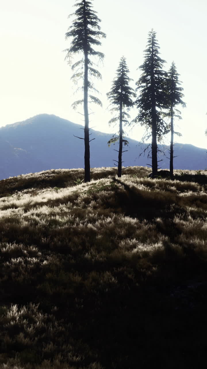 hermosa vista del atardecer de un prado de montaña