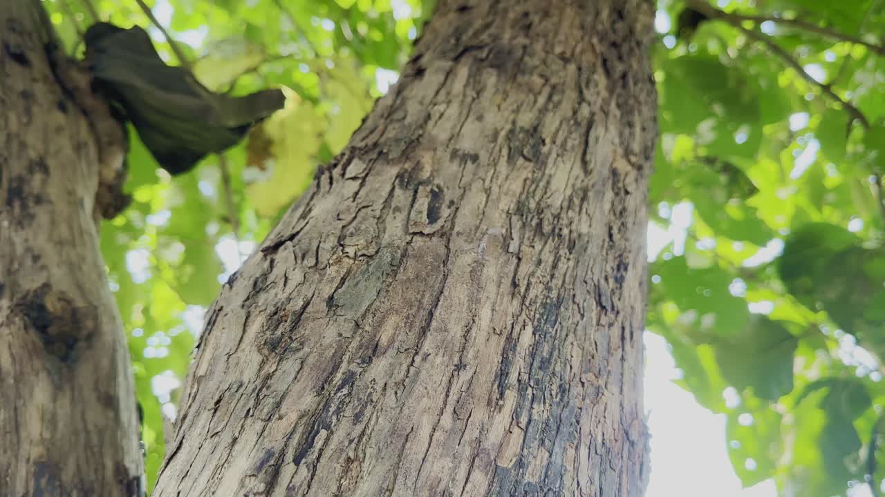 Camera moving upward along the trunk of Tectona grandis (teak tree), revealing its textured bark and lush green canopy, symbolizing strength, growth, and the beauty of natural forestry