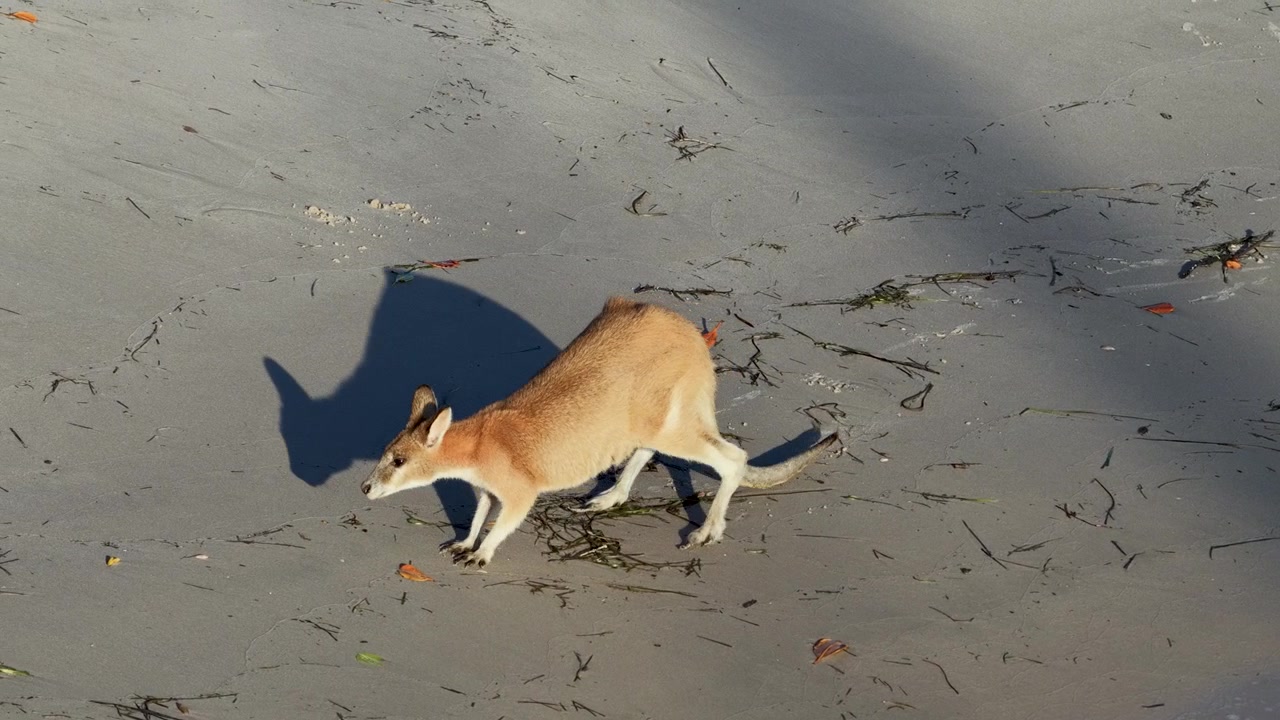 High-angle shot of a wallaby searching for food on sand at South Stradbroke Island.