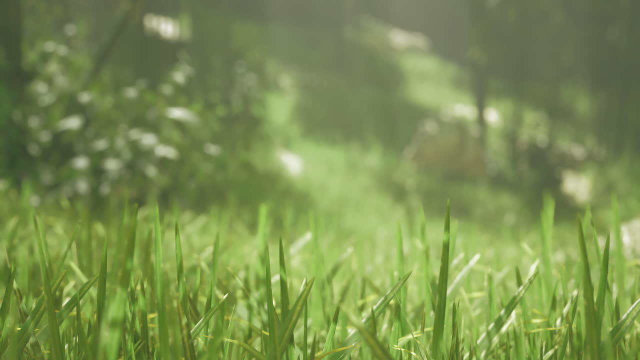 Morning sunlight illuminates fresh grass in a tranquil forest setting