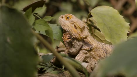 portrait of bearded dragon lying on the ground and looking up on its habitat