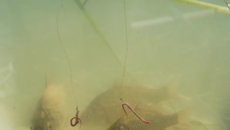 bait on the fishing hook falls into the lake