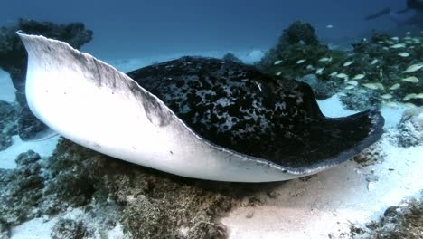 una foto de cerca de una gran raya negra manchada que yace en la arena de la isla de mauricio