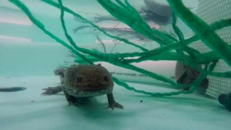 axolotl swimming in water tank