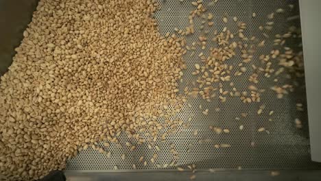 roasting peanuts. sorting operations in nuts factory. roasted peanut packaging production line