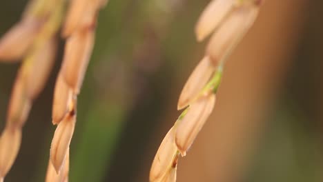 thai rice plants
at surin province, thailand