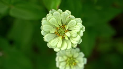 overhead shot of zinnia's moving slowly