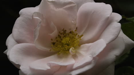 pink-white rose bloom with insects exploring inner flower