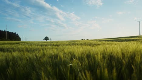 wheat field with wind turbine and tree