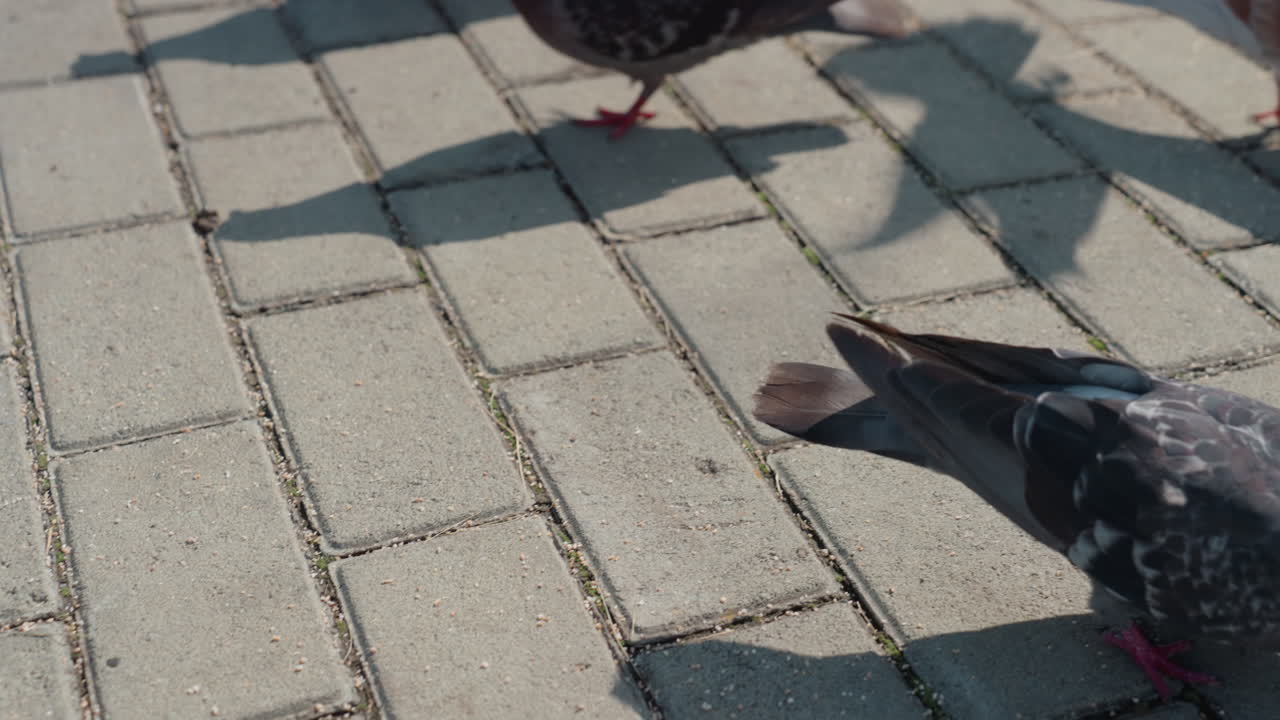 Sunlit urban pavement with pigeons foraging, scattered flock pecking crumbs, textured concrete tiles, long bird shadows, groundlevel perspective, subtle midday light, grey feathers and red feet