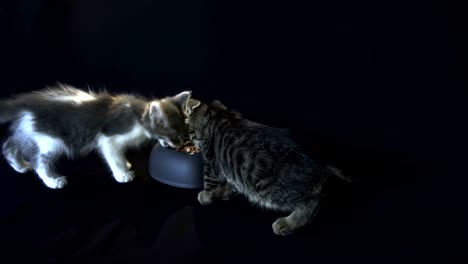 los gatitos se comen.