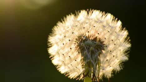 a beautiful dandelion in soft sunlight: capturing the delicate texture and natural glow of its seeds from various perspectives