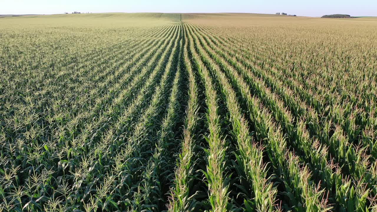 vista aérea del campo de maíz