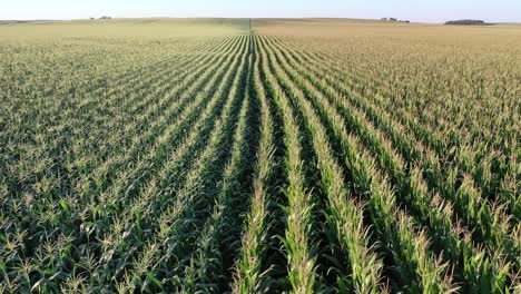 cornfield aerial view