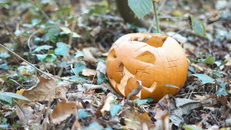 Wide-shot-of-a-pumpkin-decaying-in-the-woods,-left-as-food-for-the-wildlife