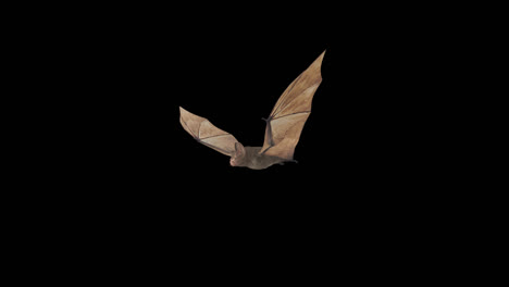 loop animation fly bat with alpha channel