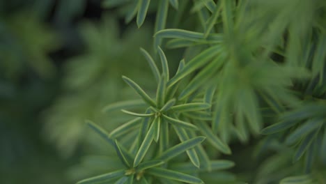 soft focus, close up view of green plant