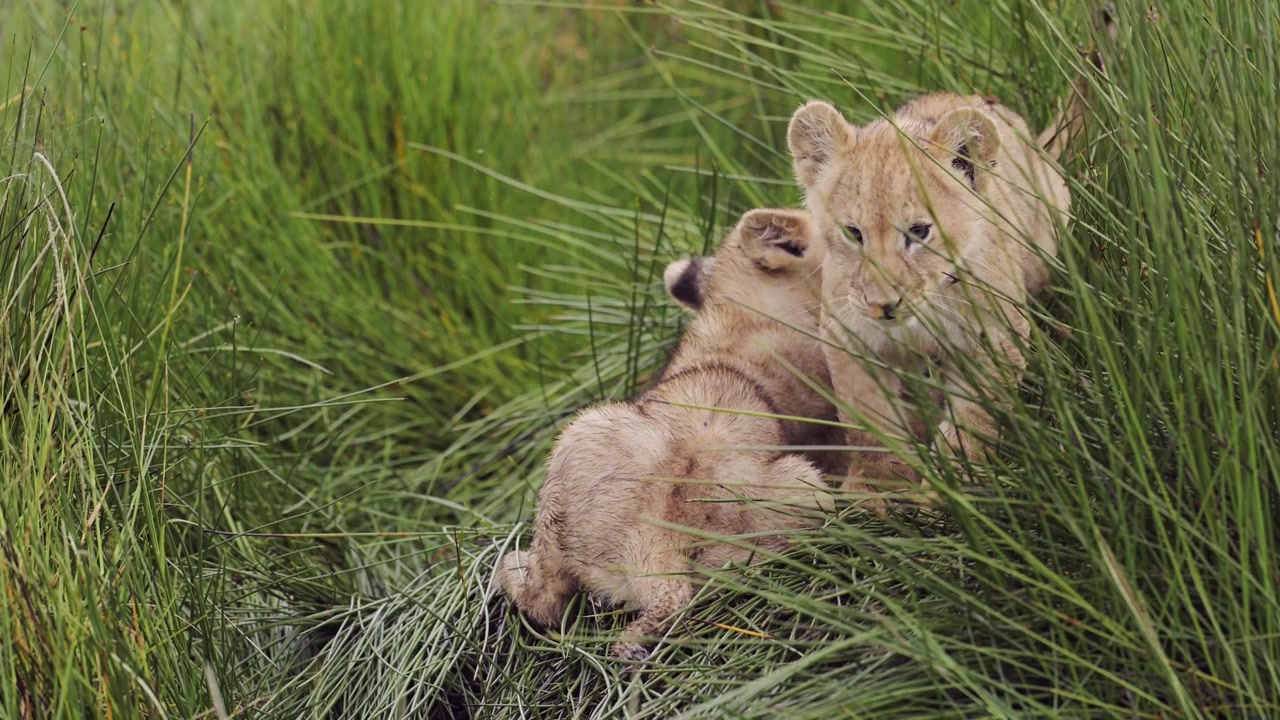 Potret Anak Singa Muda Gerak Lambat di Serengeti, Singa di Rawa Berumput di Taman Nasional Serengeti di Tanzania, Afrika, dalam Safari Hewan dan Margasatwa Afrika