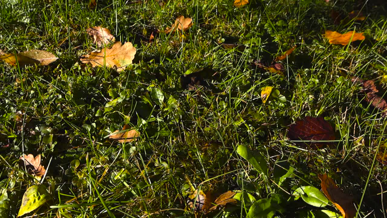 Video gliding over green grass with autumn golden brown and fallen yellow leaves on top of it during a sunny day. Moss, grass and weed around with leaves details clearly visible