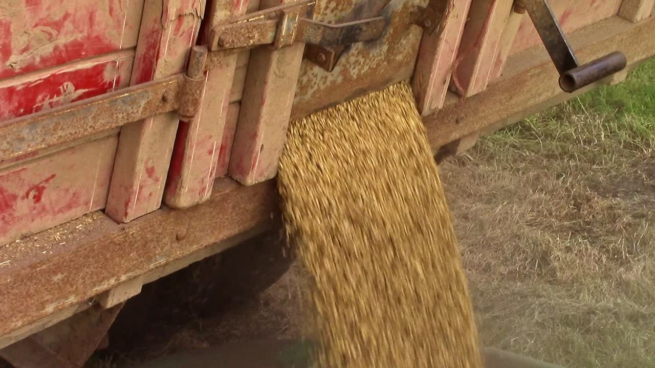 slomo primer plano de la cebada que sale de la compuerta final de una caja de camión para ser barrenada en un contenedor