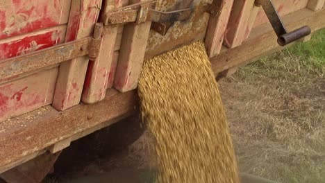 slomo closeup of barley coming out of the endgate of a truckbox to be augered into a bin