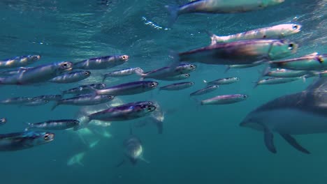 delfines alimentando anchoas ballfish en el salvaje tiro submarino slowmotion