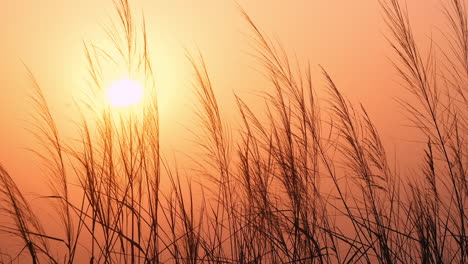 close up golden sunset behind grass field in idyllic countryside, slow motion