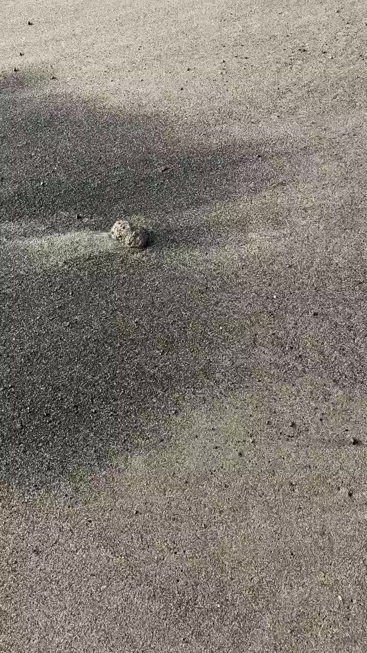 Wind Blowing Small Debris Across a Sandy Ground