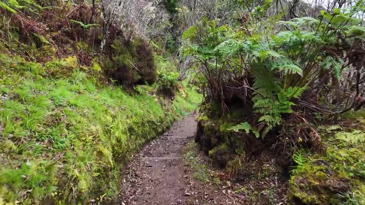 Sentiero escursionistico tranquillo nel bosco attraverso una foresta lussureggiante e muschiosa a Furnas do Enxofre sull'isola di Terceira nelle Azzorre, Portogallo.