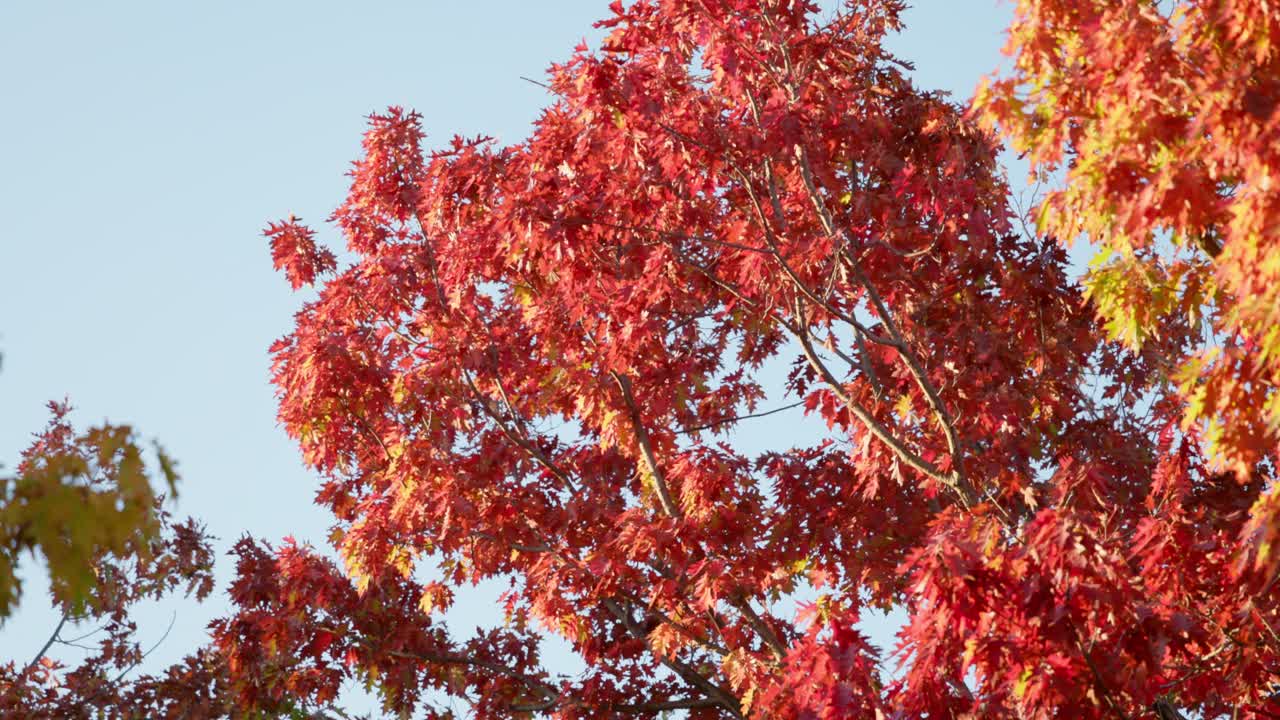 Close-up of vibrant orange autumn leaves captures the texture and light of late afternoon in Canberra, emphasizing seasonal beauty.