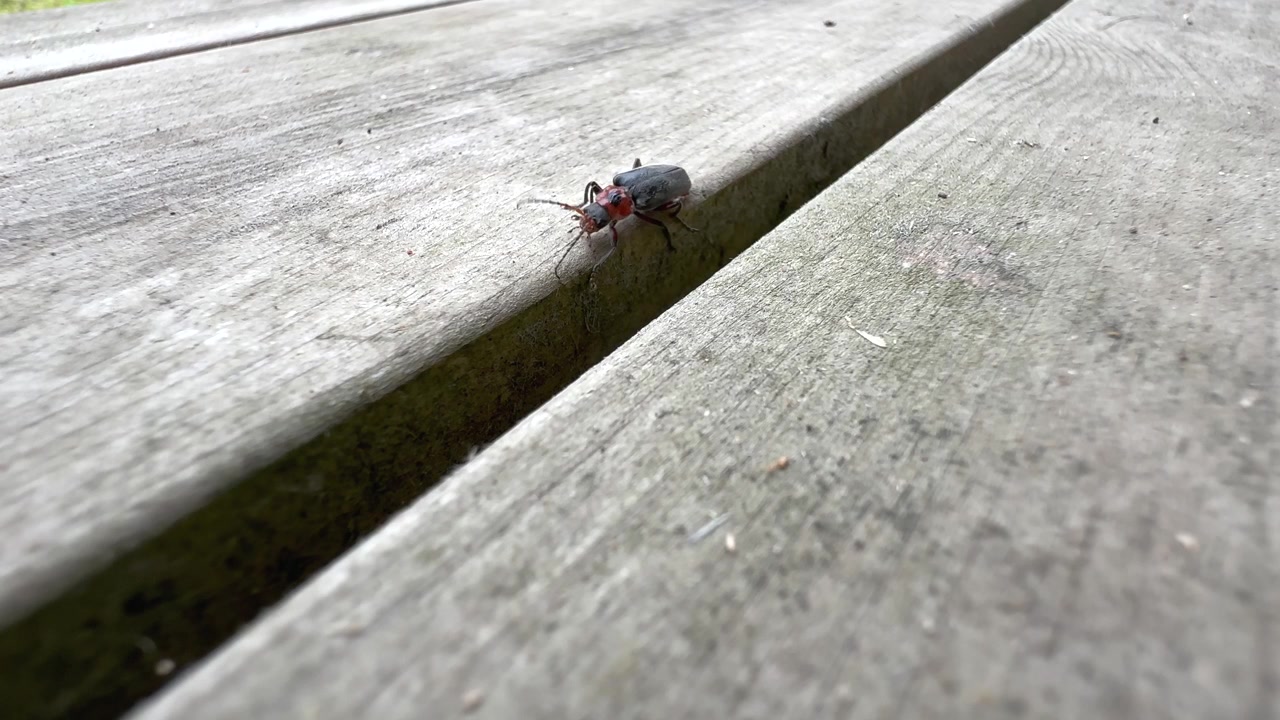 Soldier beetle (Cantharis rustica) or rustic sailor beetle crawling on the terrace.