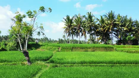Green-paddy-fields-surrounded-by-tall-palm-trees