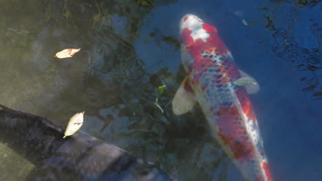 Bunte-Koi-fische-Schwimmen-Im-Klaren-Teichwasser-Im-Park-In-Tokio