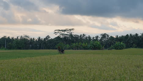 vast agriculture landscape with rice crops on springtime near ubud town, bali indonesia