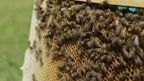 working bees swarming on honeycomb. hard working bees swarming on honeycomb in a hive