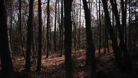 Bewegung-Durch-Einen-Herbstwald