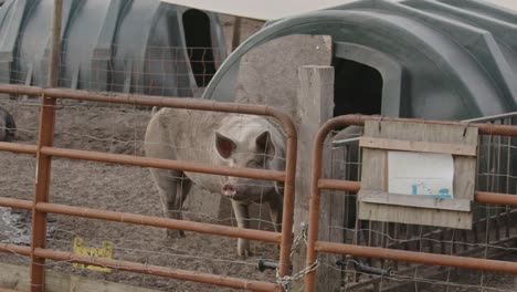 un solo cerdo se encuentra cerca de la valla de un corral en una granja