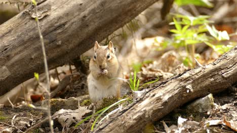 Östlicher-Streifenhörnchen-Ernährt-Sich-Vom-Boden-Im-Kanadischen-Wald