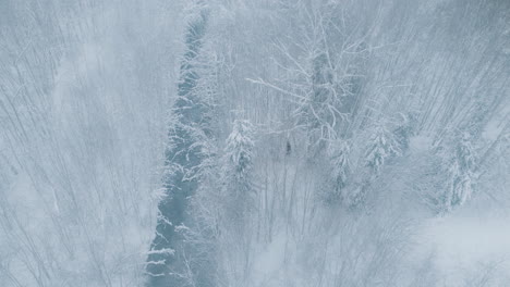 Wild-moose-roaming-free-in-winter-forest,-aerial-follow-view