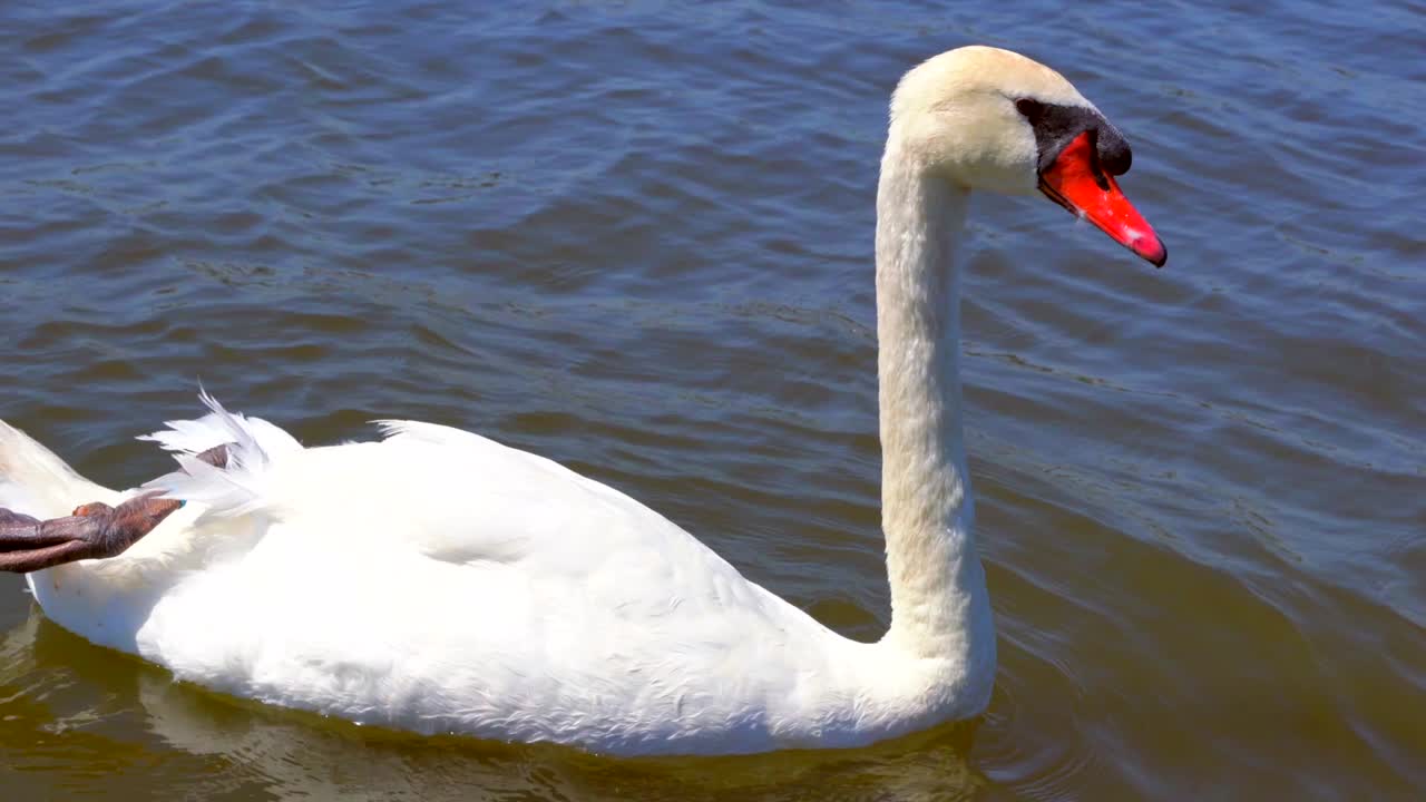 close-up of swan floating in the lake