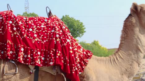 isolated-camel-head-shot-close-up-from-flat-angle-with-bright-sky-background