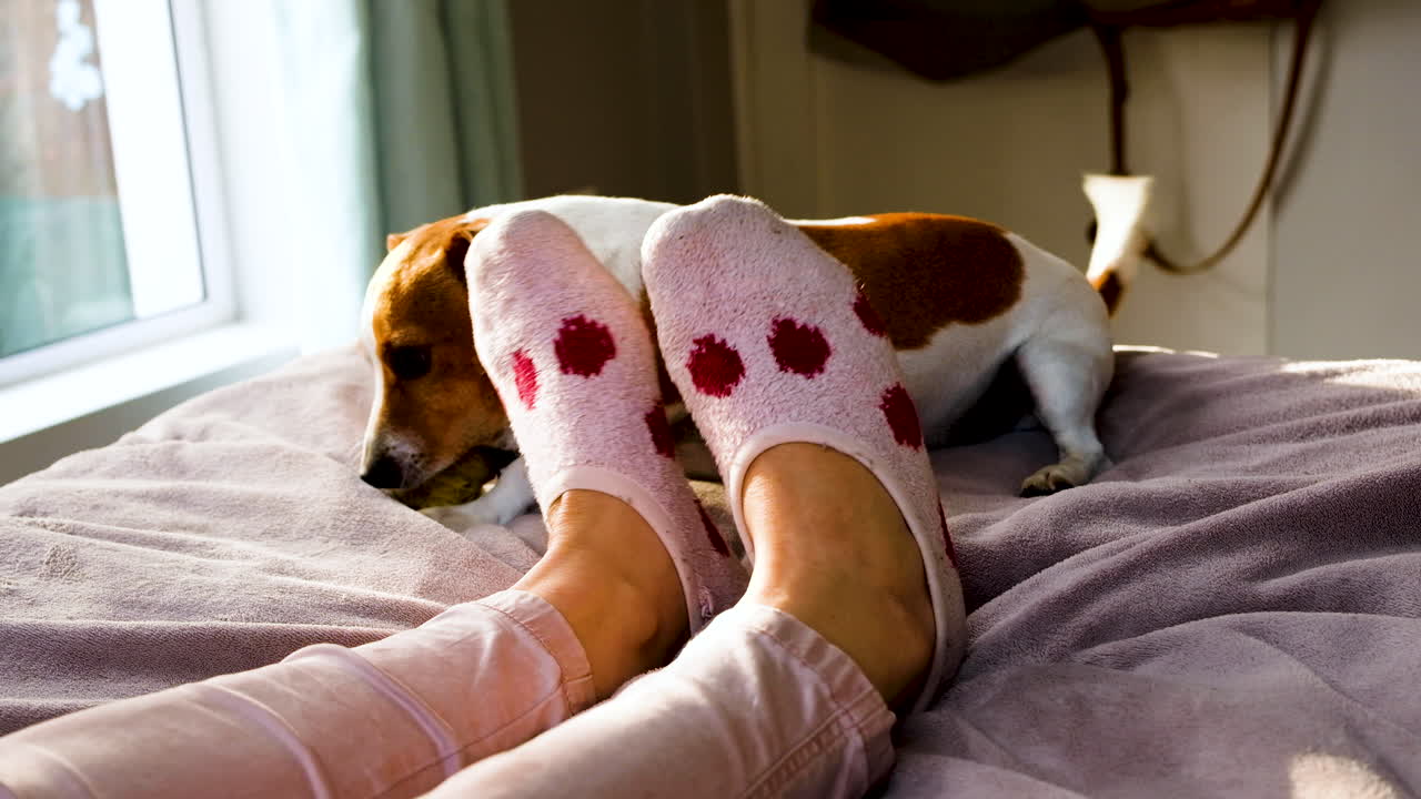 Adorable dog with ball tolerating rough play with feet from owner