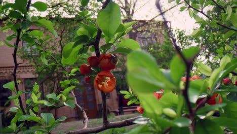 Red-tree-flowers-blooming-in-park-with-bumblebee.-Meditative-floral-scene.