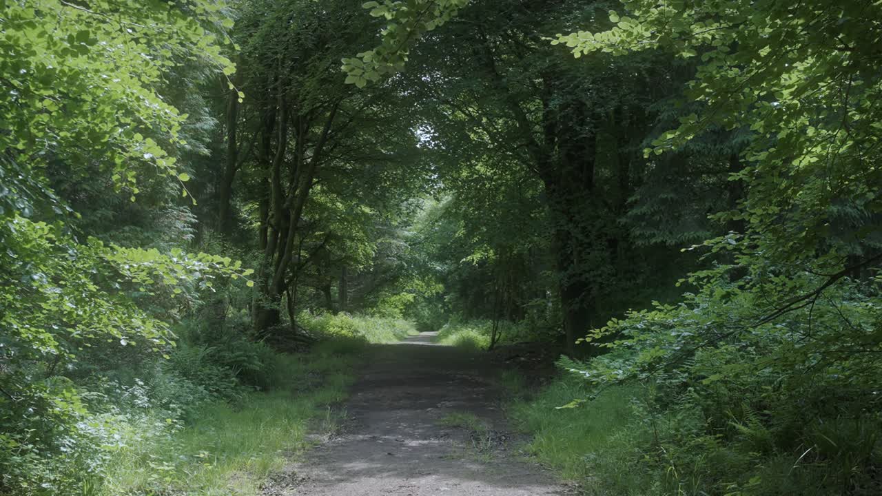 Walking Along A Forest Path On A Spring Day 4K Shot on the Sony a7siii + Ronin RS 3