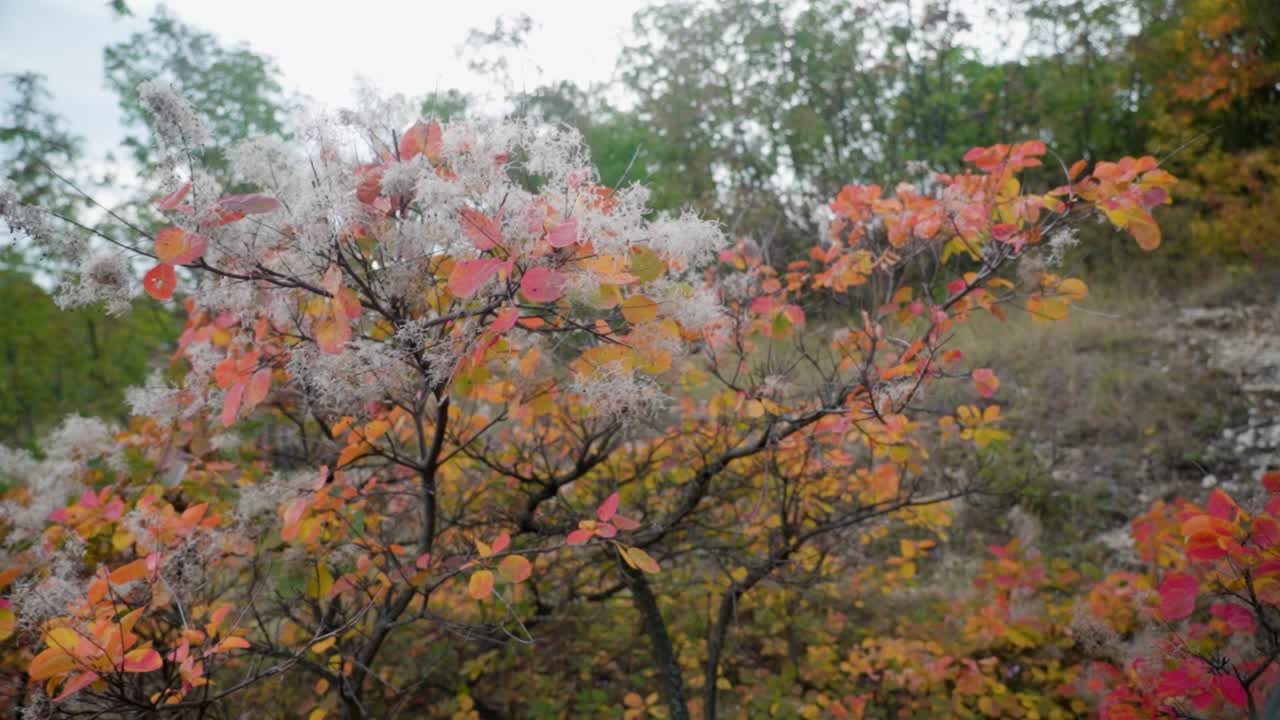 Autumn shrub with colorful orange and white foliage in a hilly area
