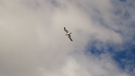 gaviota en cámara lenta cinematográfica vuela de cielo nublado a cielo despejado