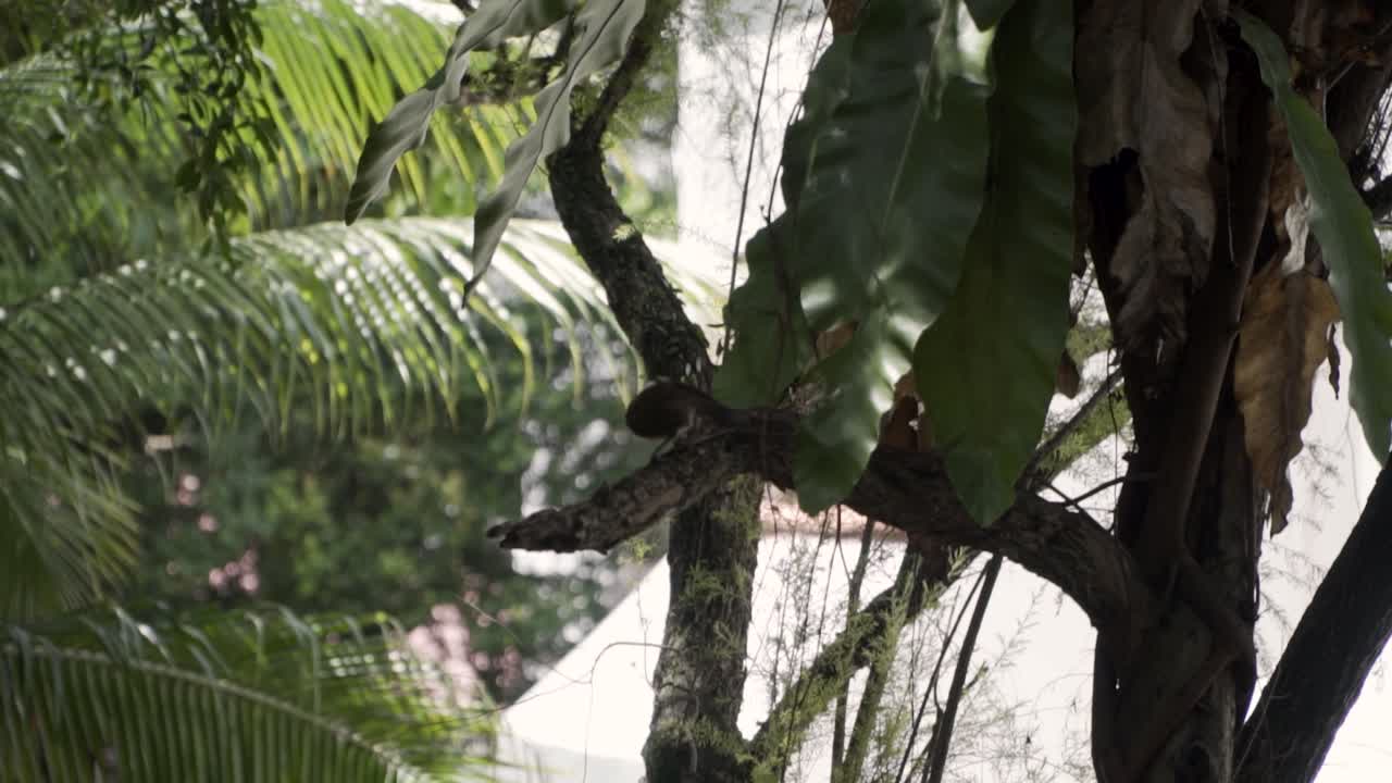 vista de un zorzal risueño de cresta blanca tomando vuelo hacia otro árbol - cerrar